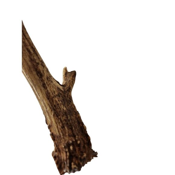 Deer Antlers For Rustic Decor Or Craft Projects or Dog Chews - Picture 7 of 11